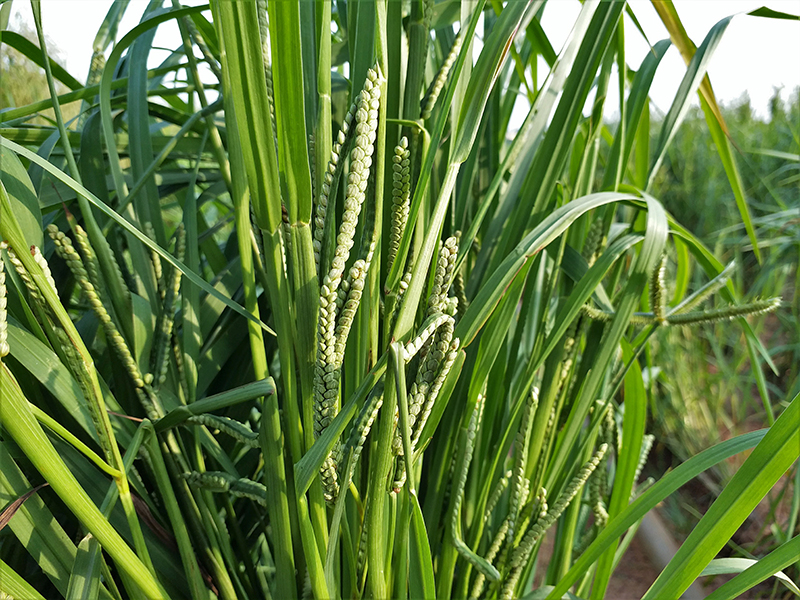Mapping millet American Society of Agronomy