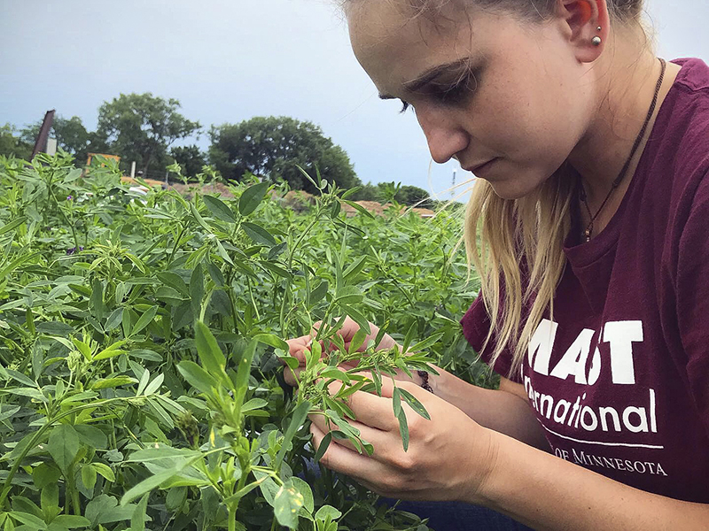 Newswise: Alfalfa and potassium: It’s complicated