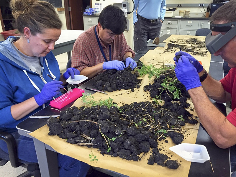 Newswise: Alfalfa and potassium: It’s complicated