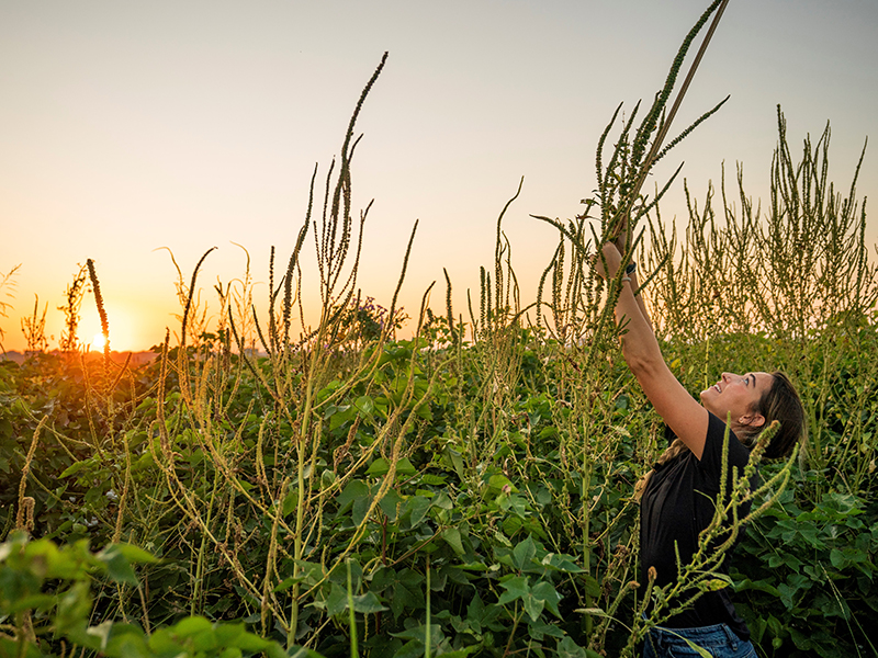 Researcher measuring tall Palmer amaranth in a field with measuring stick