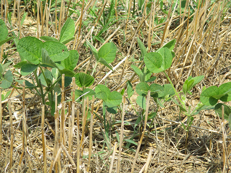 Debido a los patrones climáticos cambiantes en los últimos 30-40 años, se necesitaban datos actualizados sobre la producción intensiva de soja de doble cultivo para mantener actualizadas las recomendaciones agrícolas. Crédito: Carrie Knott Fila de soja que crece en rastrojo de trigo en un campo de soja de doble cultivo