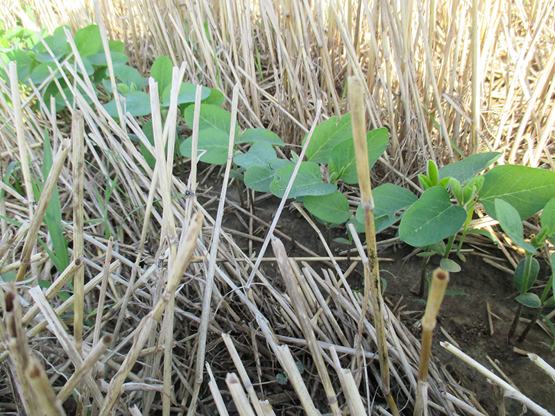 Los investigadores determinan que plantar soja de doble cosecha a 200.000 semillas por acre tiene la mayor probabilidad de generar un rendimiento económico positivo. Crédito: Carrie Knott Fila de soja de doble cultivo que crece en rastrojo de trigo