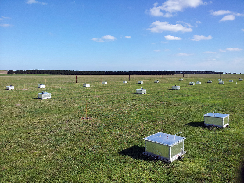 Las cámaras estáticas se utilizan en los campos para medir los gases de efecto invernadero. Esto ayuda a los científicos a determinar el efecto de los fertilizantes en la mejora de la eficiencia del uso del nitrógeno. Crédito: Shu Kee Lam estaciones de medición en forma de caja en campo de hierba