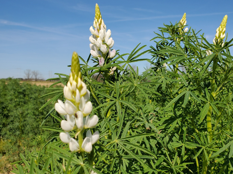 closeup of lupin flowers growing