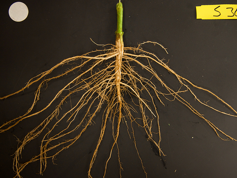 Getting to the root of the problem | American Society of Agronomy