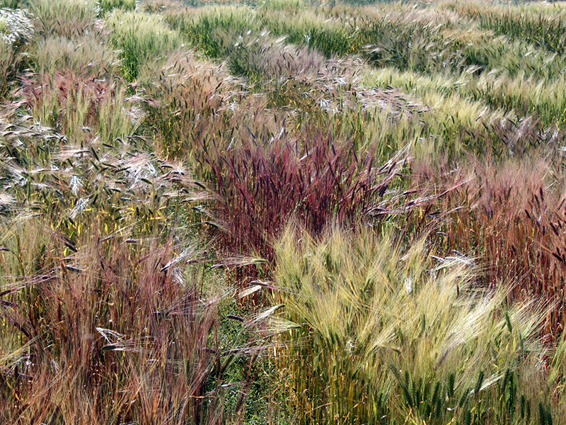 Los investigadores cultivaron diferentes tipos de cebada en una prueba de campo en Reykjavik, Islandia. Crédito: Magnus Göransson campo de coloridas variedades de cebada