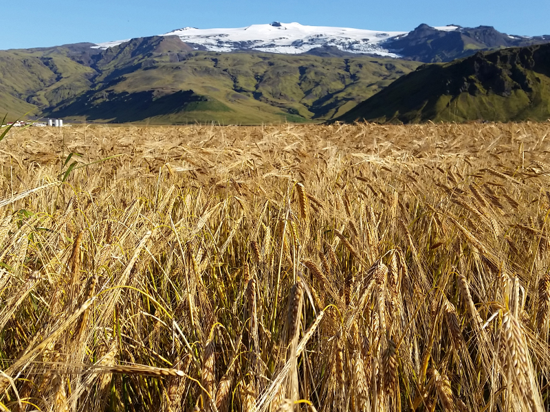 Un campo de cebada madura en una granja en el sur de Islandia. Crédito: Magnus Göransson Campo de cebada con montaña en segundo plano.