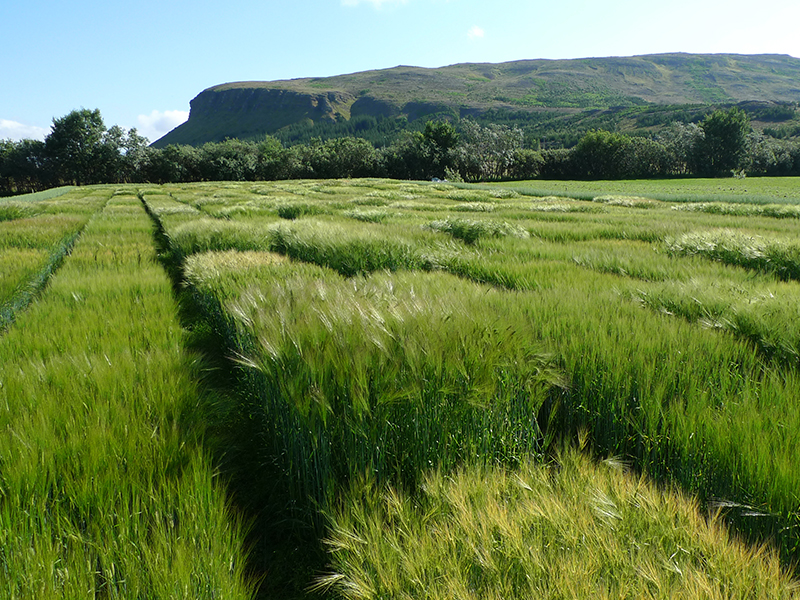 Un ensayo de campo de las variedades de cebada islandesa y nórdica cultivadas en la estación de campo experimental Korpa en Reykjavik, Islandia. Esta cebada muestra variación en madurez y altura. Crédito: Magnus Göransson Prueba de campo de cebada con montaña en segundo plano.