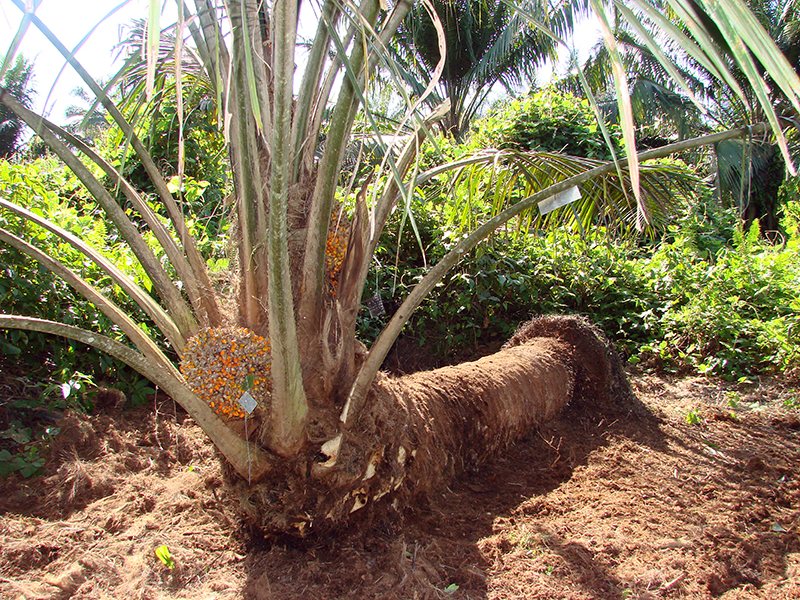 La planta de palma de aceite estadounidense puede volcarse y nacer de nuevo, como se muestra aquí. Las plantas de la colección del banco de germoplasma en Embrapa se recolectaron en áreas a lo largo de varios ríos en la selva amazónica de Brasil. Crédito: Raimundo Rocha palmera de aceite