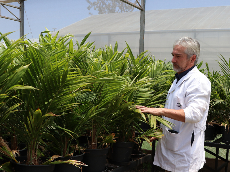 Manoel Souza Jr. en un invernadero con plantas de palma aceitera en Brasil. Crédito: Vania Souza Manoel en invernadero con plantas