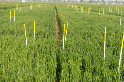Un campo sembrado con trigo de invierno tiene palos amarillos colocados para marcar el campo.