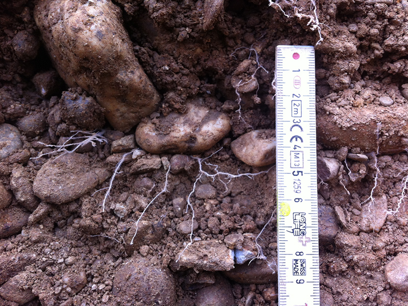 Un ejemplo de raíces de plantas que encuentran su camino alrededor de las rocas, su única manera de sortear obstáculos tan duros. Crédito: Shehan Morandage las raíces de las plantas que sobresalen a través del suelo rocoso y la regla
