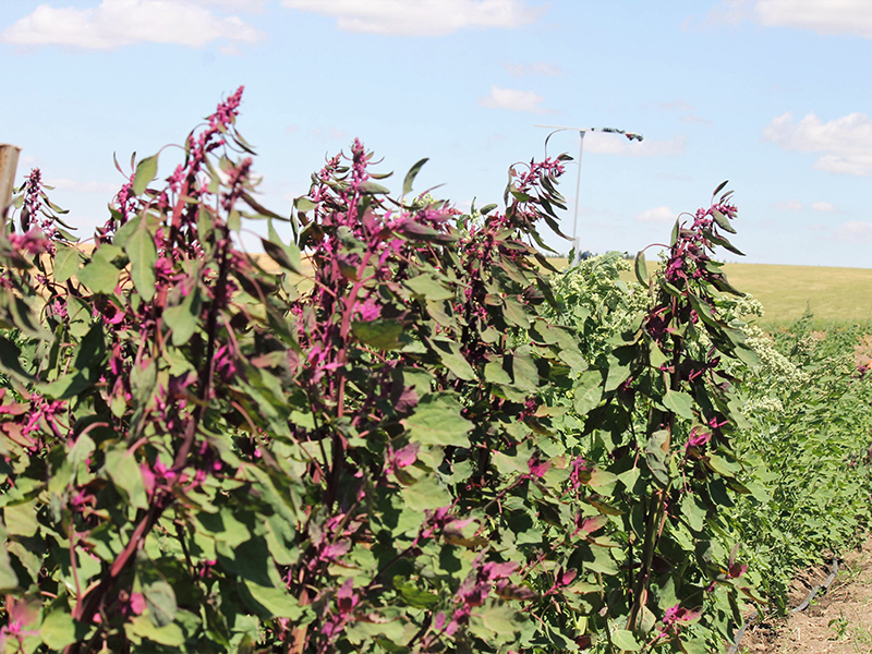 Newswise: Helping quinoa brave the heat