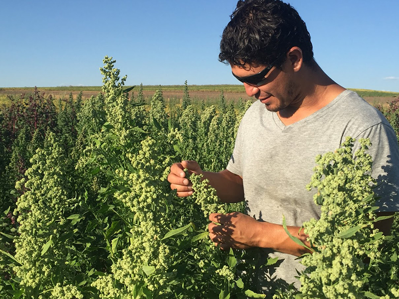 Man looking at quinoa plant in a field