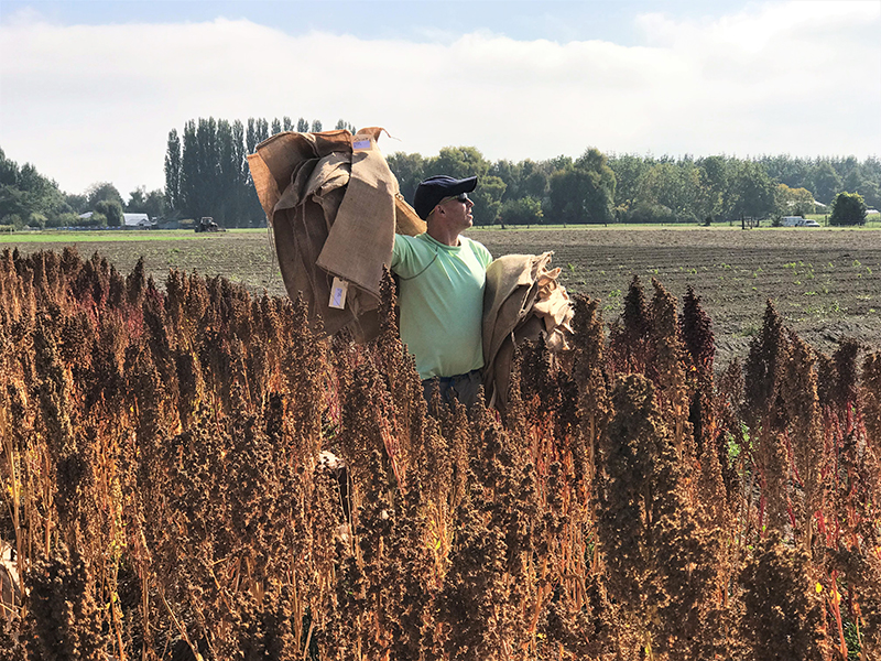 Newswise: Helping quinoa brave the heat