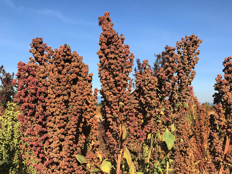 Newswise: Helping quinoa brave the heat
