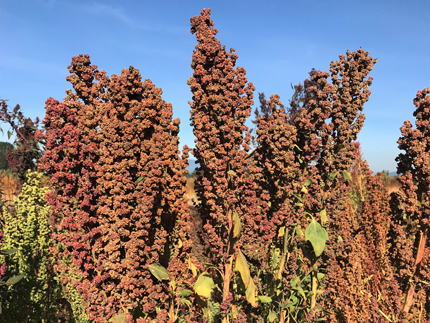 Planta de quinua alta en el campo.
