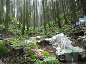 Cedar plantation with testing equipment