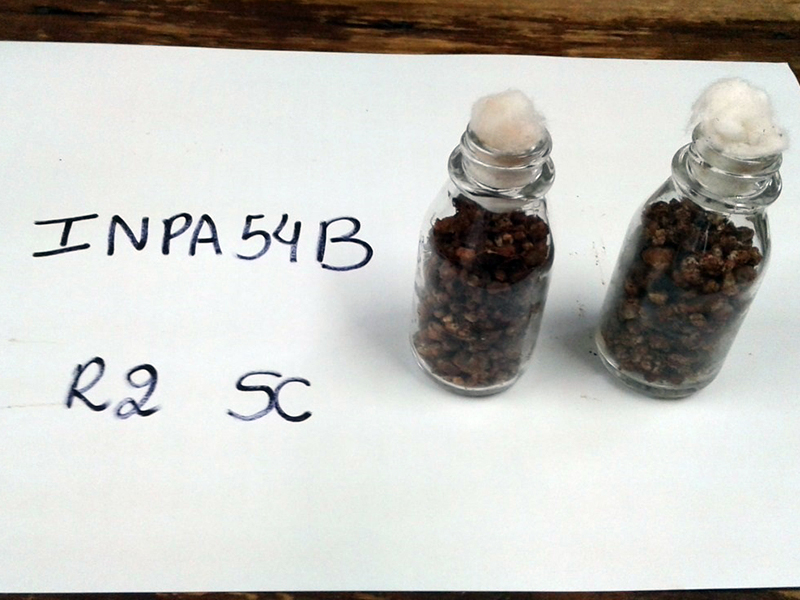 Newswise: Microbes Promote Lima Bean Growth