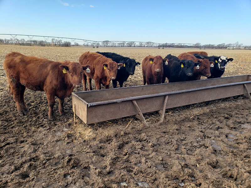 Newswise: Cattle grazing and soybean yields