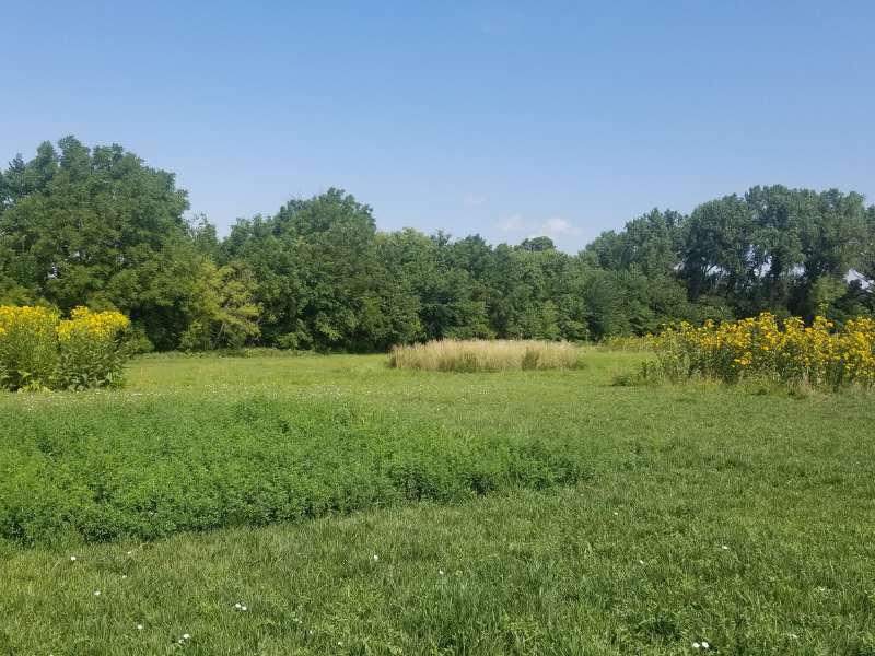 pequeñas parcelas de plantas de taza, alfalfa, Kernza y silflower en el campo