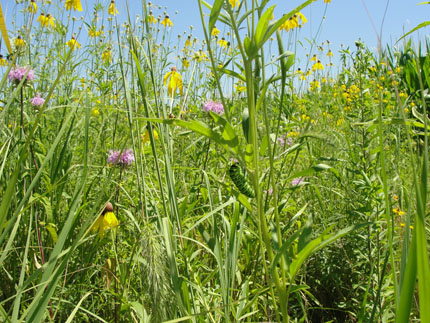 Praderas de colores florecen en amarillo, rosa y morado.