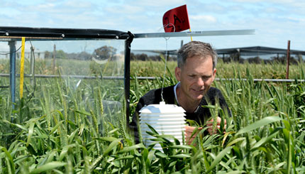 Researcher examines wheat field that is sectioned off with clear heat-retaining panels