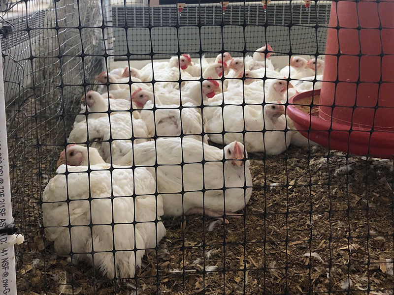 Pollos de engorde criados en corrales cubiertos con basura compuesta de virutas de pino en el centro de investigación avícola de la Universidad de Georgia. Crédito: Adelumola Oladeinde pollos blancos