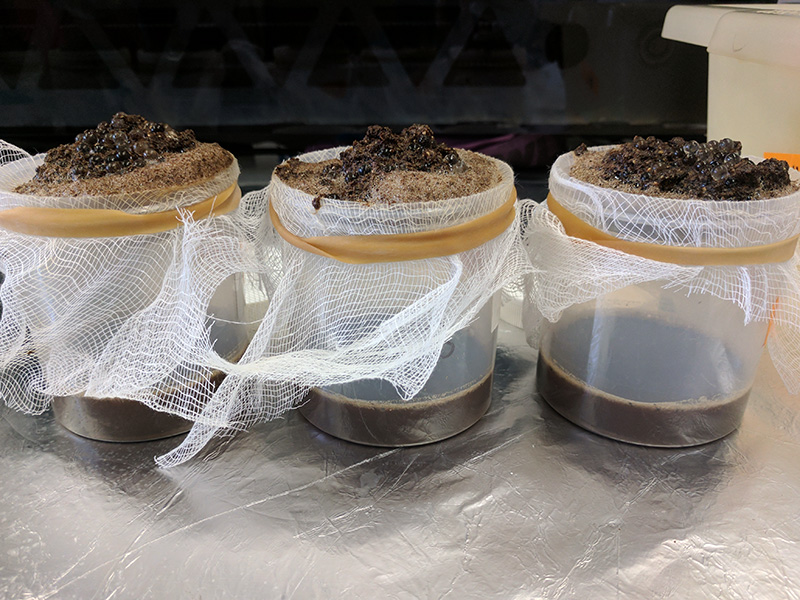 El eluato se recuperó del microcosmos de la cama reutilizada después de la extracción con perlas de vidrio y tamizado a través de tela de queso. Crédito: Caroline Plymel y Gregory Zock. cuentas de vidrio en telas de queso sobre tazas