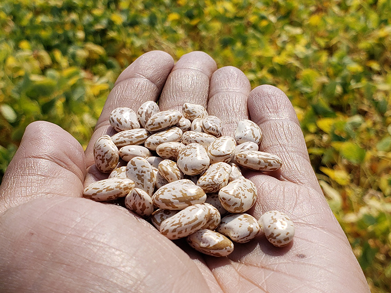 hand holding pinto beans with field in background