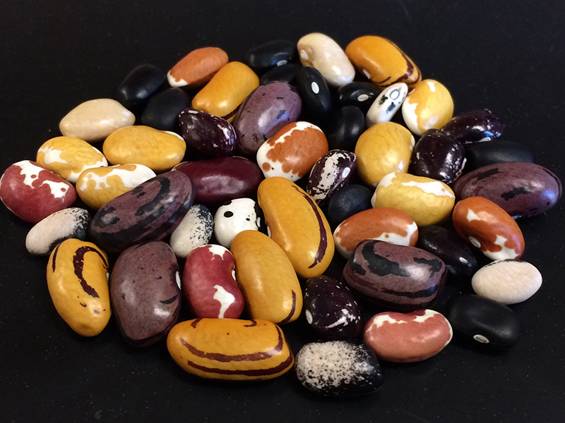 Frijoles del programa de mejoramiento de UC Davis, cuyas variedades han sido seleccionadas para combinar excelente culinaria con mejores rendimientos y resistencia al virus del mosaico común del frijol. Crédito: Travis Parker montón de frijoles secos coloridos y diversos