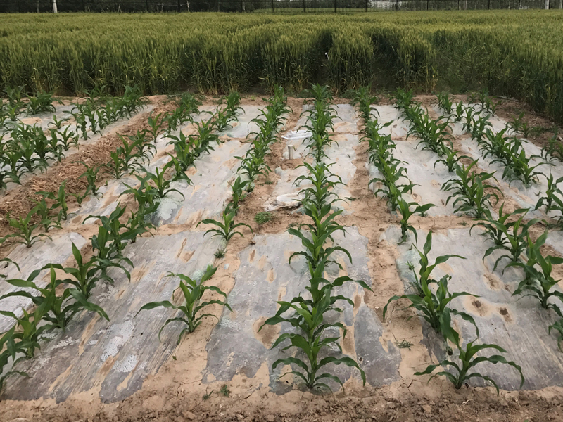 Corn with straw mulch builds yield, soil carbon American Society of