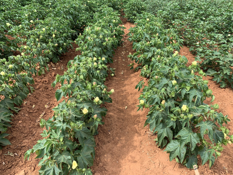 American Pima cotton crop growing in rows in field