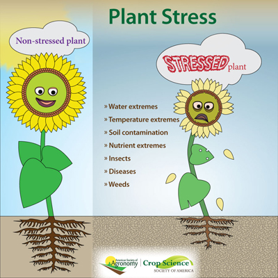 infographic cartoon of smiling non-stressed sunflower compared to frowning stressed sunflower, losing petals, wilting from water extremes, temp extremes, soil conditions, nutrient extremes, insects, diseases, weeds