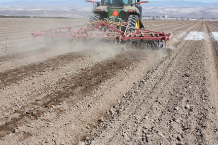 Field with cadmium-heavy soil