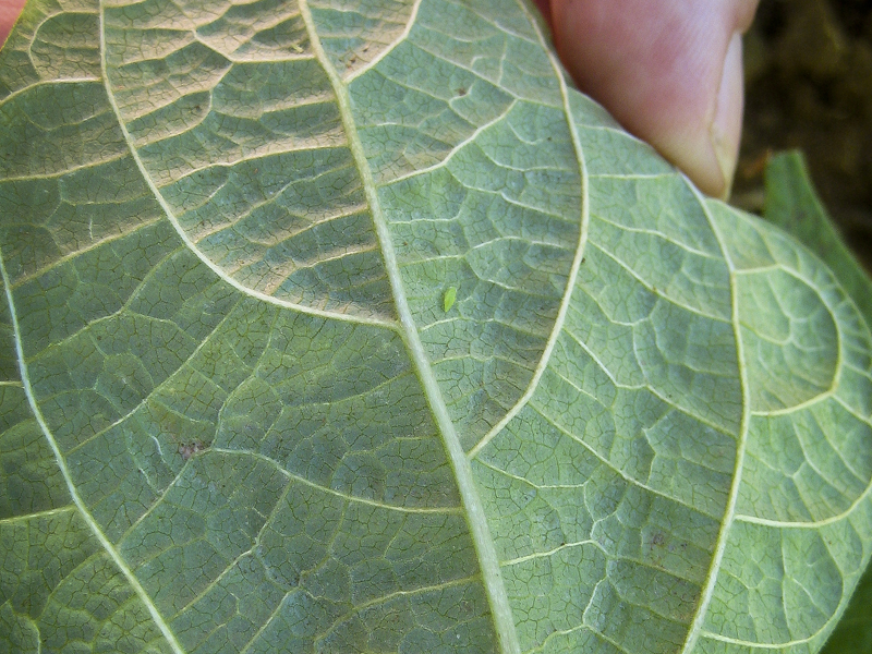 Newswise: Building a bean that resists leafhoppers