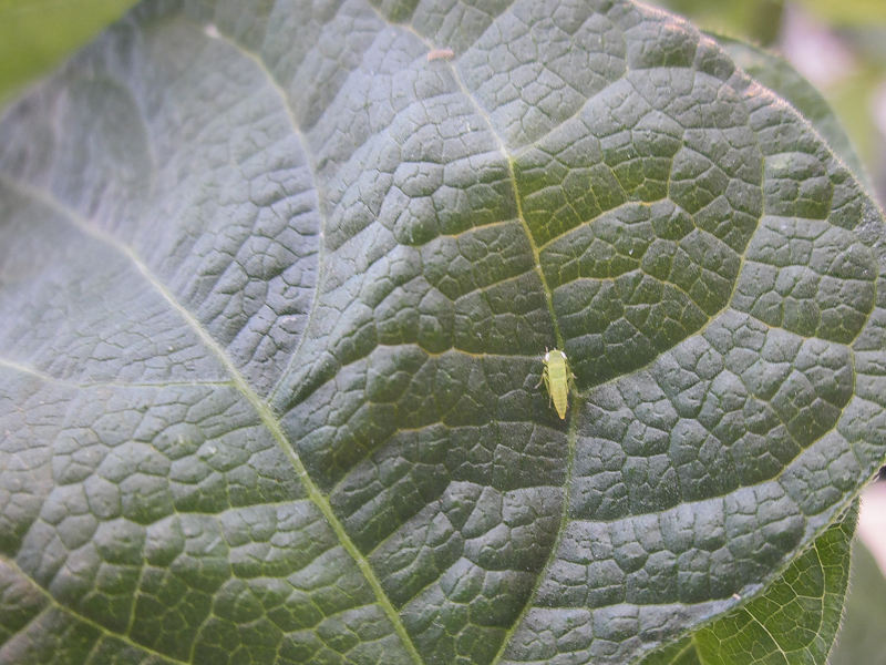 Newswise: Building a bean that resists leafhoppers