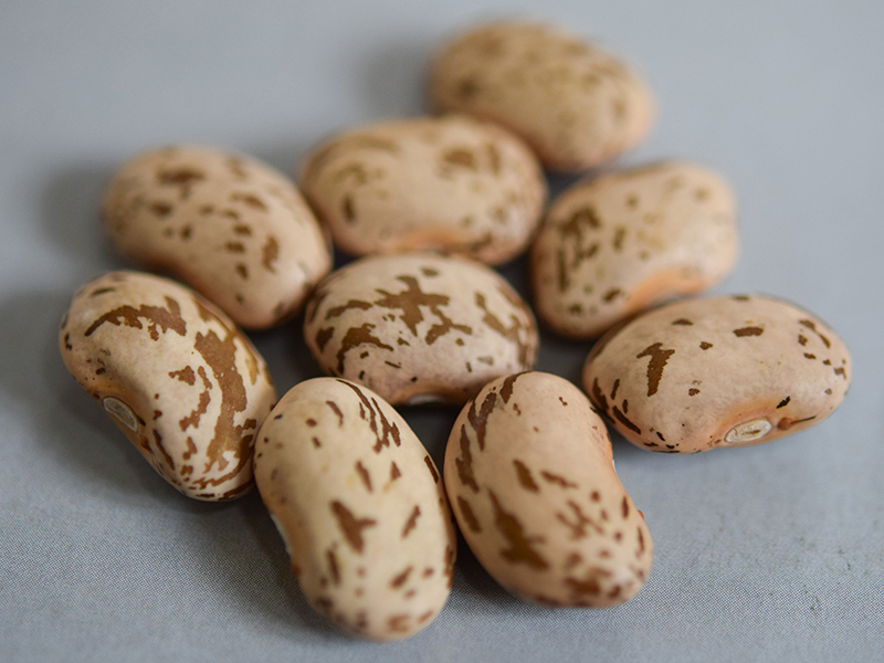 Newswise: Building a bean that resists leafhoppers