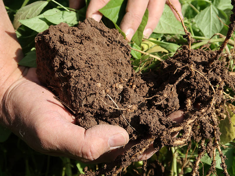 nodules on roots in soil
