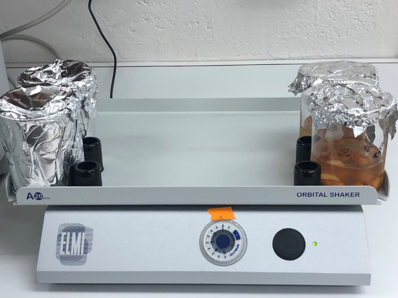 Peanut seeds soaking in solution