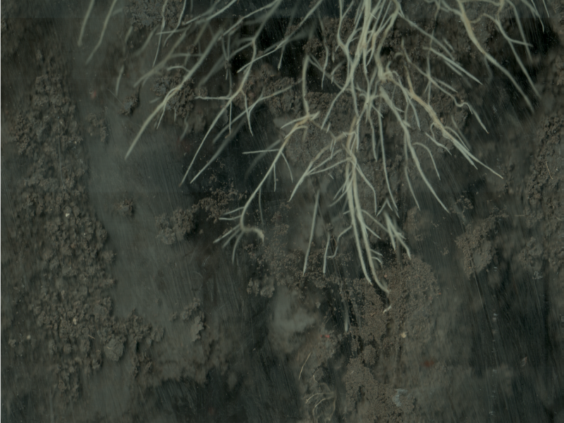 lentil crop root system underneath surface