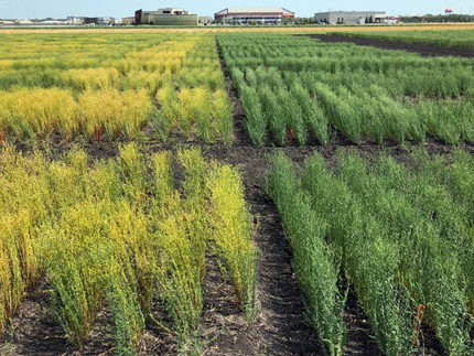 Field of flax.