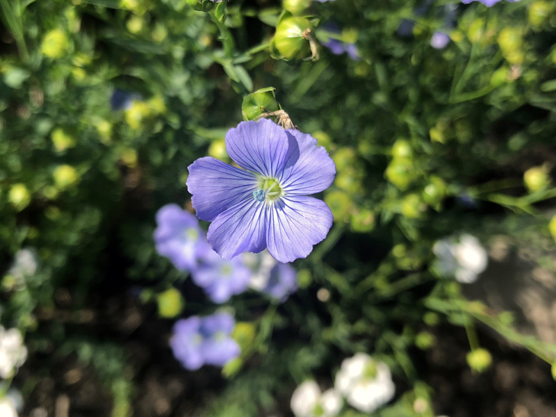 Newswise: Breeders release new flaxseed cultivar with higher yield