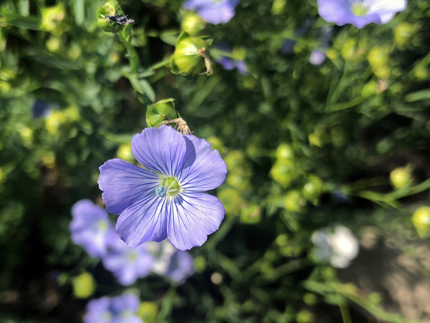 Blue flax flower.