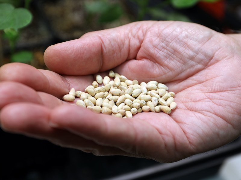 hand holding cotton seeds