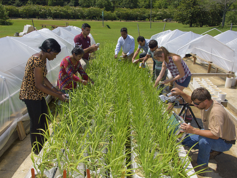 investigadores inspeccionando plantas de arroz