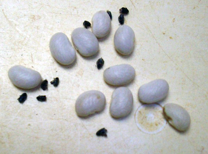 Dead bean weevils near resistant white beans without any weevil holes.
