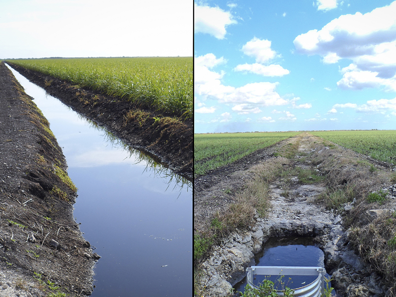 Newswise: Are sinking soils in the Everglades related to climate change?