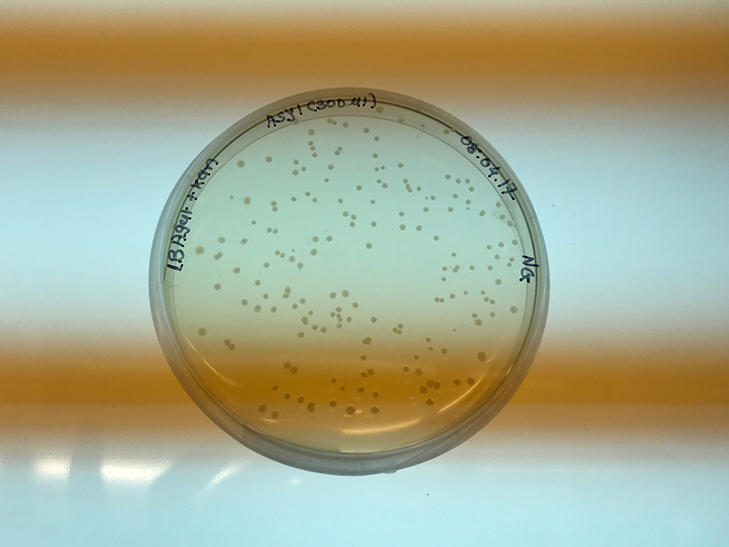 Las bacterias que crecen en esta placa de Petri pueden ayudar a crear copias de material genético. Este método en biotecnología se llama tecnología de ADN recombinante. Crédito: Jonathan Windham placa de Petri con bacterias creciendo