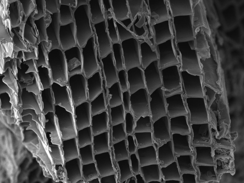 imagen de micrografía electrónica de barrido que muestra los poros en biochar